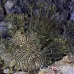 rhinopias_lacy_crci_mb_h_0027_png1810.jpg